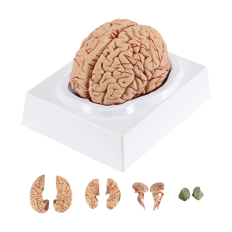 Human Brain Model Anatomy,Medical Teaching Model, Detachable Brain Model for Science Research Teaching Learning Classroom Study Display