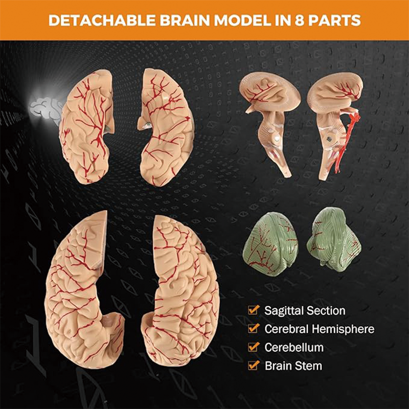 Human Brain Model Anatomy,Medical Teaching Model, Detachable Brain Model for Science Research Teaching Learning Classroom Study Display